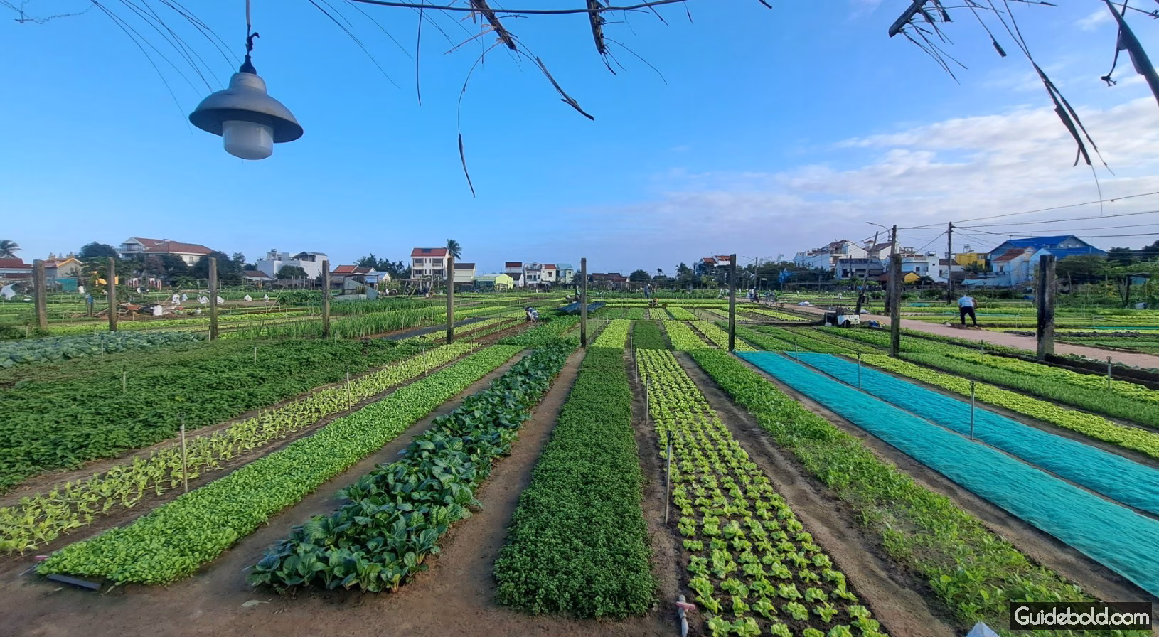 Top 5 Làng Du Lịch Việt Nam - Làng Rau Trà Quế Hội An